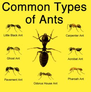 Common Types of Ants Southern CA