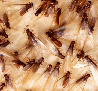 Photo of Termite Swarmers