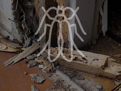 Photo of termite damage