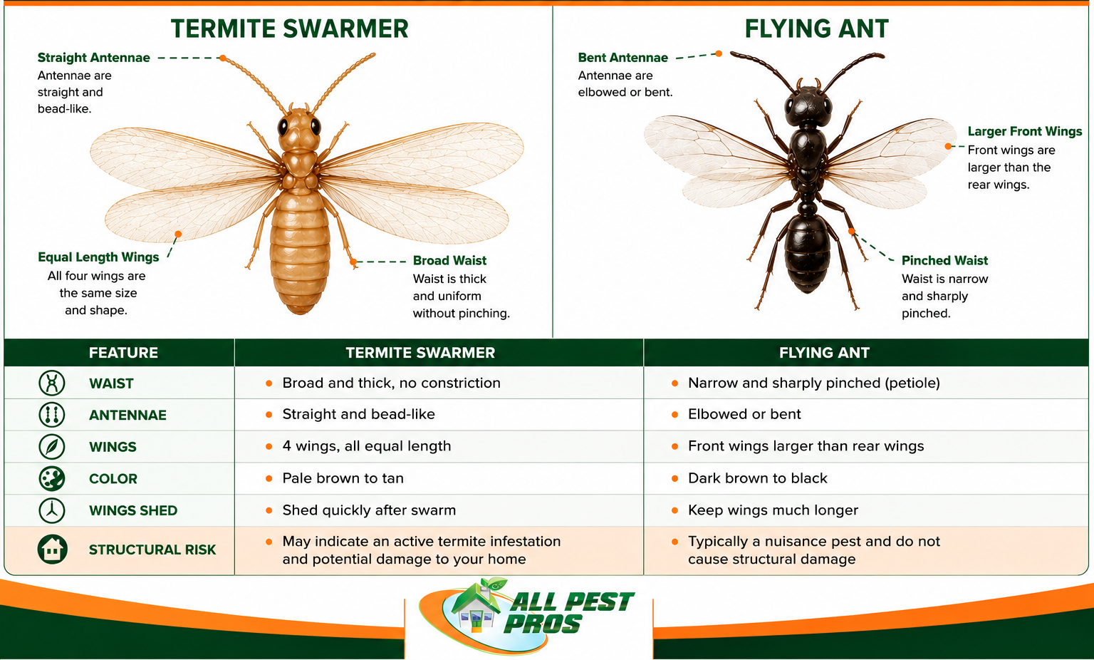 Comparison of termite swarmers and flying ants showing differences in antennae, waist shape, and wing size.